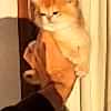 catcagla