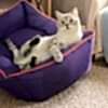 burakcat