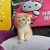 goldencakir