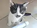 British Smokin Kedi