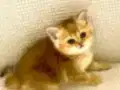 Black Golden Ayıcık surat Safkan yeşil gözlü kız bebiş