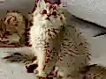 Safkan Anne babanın safkan bebişleri