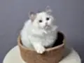 FULL ŞECERELİ SEAL VE BLUE BICOLOR RAGDOLL YAVRULAR