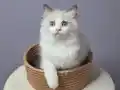 FULL ŞECERELİ SEAL VE BLUE BICOLOR RAGDOLL YAVRULAR