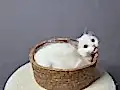 FULL ŞECERELİ SEAL VE BLUE BICOLOR RAGDOLL YAVRULAR