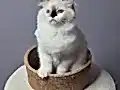 FULL ŞECERELİ SEAL VE BLUE BICOLOR RAGDOLL YAVRULAR