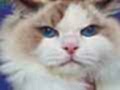 FULL ŞECERELİ SEAL VE BLUE BICOLOR RAGDOLL YAVRULAR