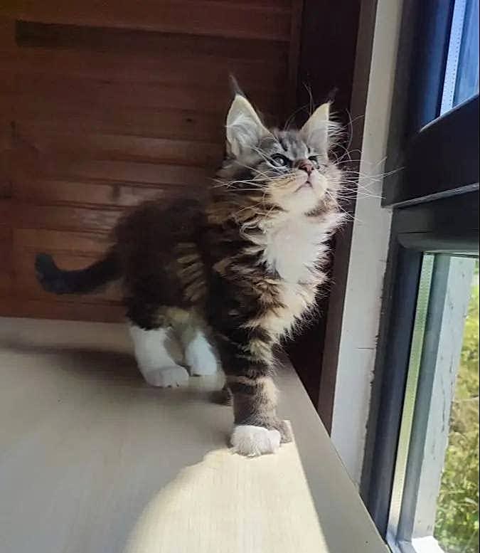Tüm aşı ve belgeleri eksiksiz safkan secereli Mainecoon 