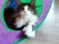 SAFKAN MAINE COON PRENSESİ - ŞECERELİ & POLİDAKTİL 