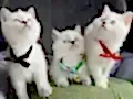 Cana yakın bebek arıyorum diyorsanız