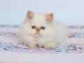 EMSALSİZ GÜZELLİK BEBEK SURAT BRİTİSH LONG REDPOİNT YAVRUMUZ