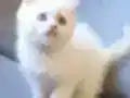 Yaramaz ve Sevimli Çocuklar Yeni Yuvalarına Gitmeye Hazırlar
