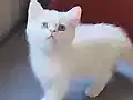 Yaramaz ve Sevimli Çocuklar Yeni Yuvalarına Gitmeye Hazırlar