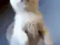 Yaramaz ve Sevimli Çocuklar Yeni Yuvalarına Gitmeye Hazırlar