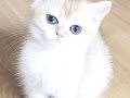 British short hair golden, Golden point ve Black Golden