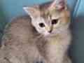 British short hair golden, Golden point ve Black Golden
