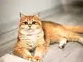 British Shorthair ny12 Kızımız