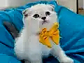 Scottish Fold Erkek Yavrumuza Yuva Uyguna