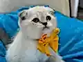 Scottish Fold Erkek Yavrumuza Yuva Uyguna 