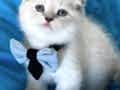 Scottish Fold Erkek Yavrumuza Yuva Uyguna 