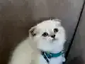 Scottish Fold Erkek Yavrumuza Yuva Uyguna 