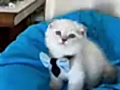 Scottish Fold Erkek Yavrumuza Yuva Uyguna 