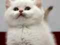 British Shorthair Golden Point Dişi