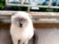 Uyguna scottish fold yavru