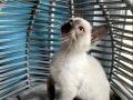 BAKI İÇİ BEBEK KEDİŞ KARDEŞLER
