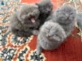 Top elma  kafalı şekerler 