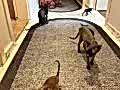 Sfenks kedi sütten kesılınce verılecektir. Dişi erkek vardır