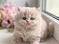 İpeksi Tüylü Lilac British Longhair