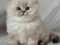 Nadir Görülen Blue Point British Longhair 