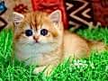 Kraliyet Yavrusu Golden British Shorthair yavrumuz 
