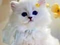 Gösterişli Silver British Longhair yavrumuz