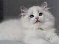 Görkemli Ragdoll yavrumuz 