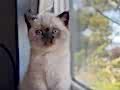 Bakışları Ömre Bedel Çikolata Point British Shorthair