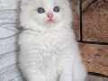 Şairane Ragdoll yavrumuz 