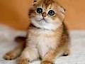 Altın Portakal Golden Scottish Fold