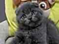 Ayıcık surat Gri Scottish Fold Shorthair 