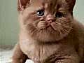 Dubai Çikolatası Tadında Chocolate British Shorthair 