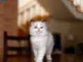 ASİL RAGDOLL 
