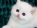 Kar Beyaz Silver British Shorthair 