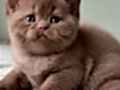 Dubai Çikolatası Tadında Chocolate British Shorthair 