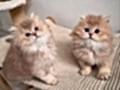 Nadir Renk BY Golden British Longhair