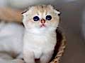 Yusyuvarlak Suratlı Golden Scottish Fold Shorthair