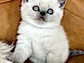 Bebişim Bluepoint British Shorthair 