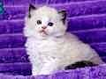 Bebek Suratlı Ragdoll güzeli 