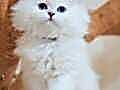 İpeksi Tüylü Silver British Longhair