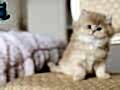 İpeksi Tüylü Golden British Longhair